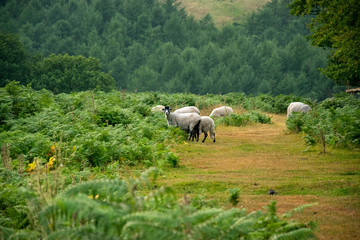 Owce na wzgórzach Yorkshire © Katarzyna