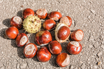 Chestnuts on the path in autumn