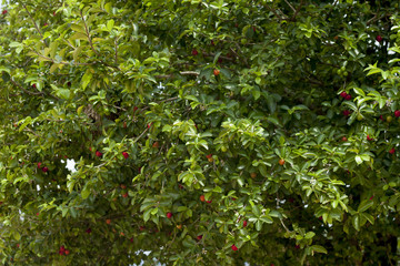Red cherries on a tree with green leaves.