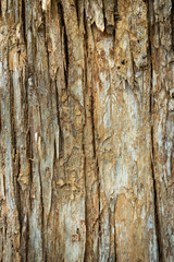 Beautiful detail of Tectona grandis bark close up.