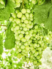 Bunches of white grapes in a vineyard.