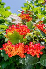 large bunches of red viburnum