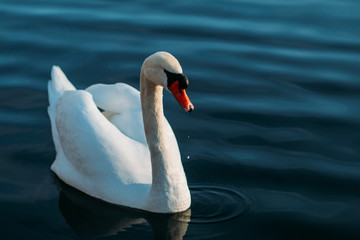 swan lake