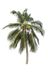 Fototapeta na wymiar coconut tree isolated on white background