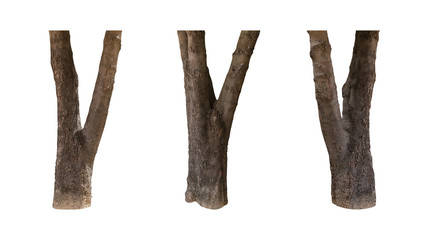 collection of three trees trunk
