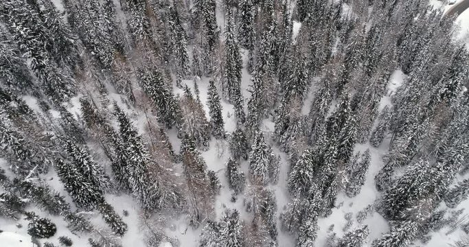 Forward overhead vertical aerial above woods snowy forest.Cloudy bad overcast foggy weather.Winter Dolomites Italian Alps mountains outdoor nature establisher.4k drone flight establishing shot