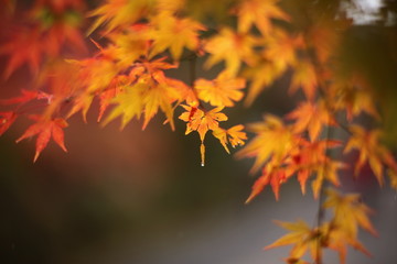 Naklejka na ściany i meble Autumn Foliage (leaf)