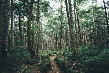 Fototapeta na wymiar 八ヶ岳　森の中のハイキングトレイル