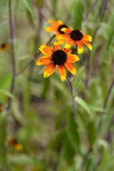 Prairie Glow Brown-Eyed Susan