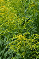 Canadian goldenrod