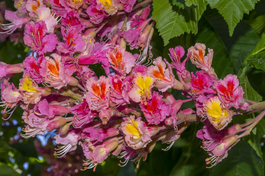 Kwiaty kasztanowca