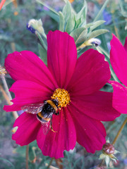 Biene in pinker Blume