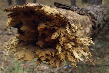 Abstract Nature Background. Cropped Shot Of Cracked Tree.
