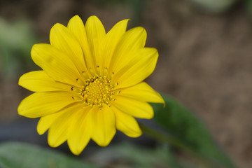 Treasure flower