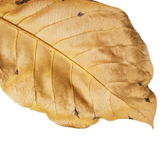 dry leaf texture