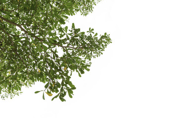 green leaf isolated on white background
