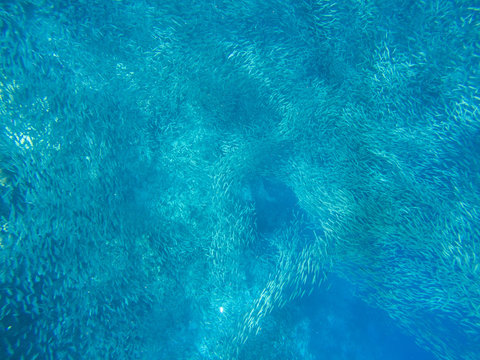 Massive sardine carousel in open sea water. Small fish school underwater photo. Pelagic fish school swimming in seawater