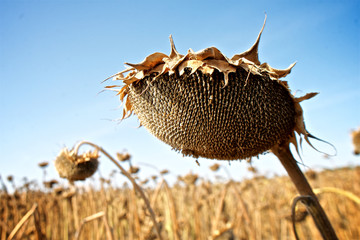 ripe sunflower on the field