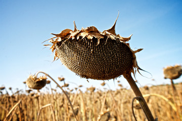 ripe sunflower on the field