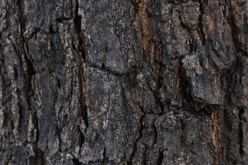 tree bark textures