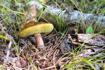 Yellow and brown mushroom or toadstool, leaning over to reveal the spongy pore surface. Mushroom might be a Bolete