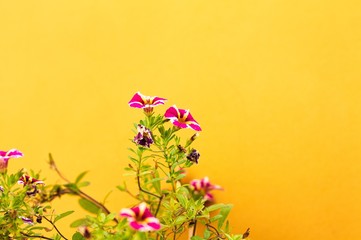 Violet petunia flowers and a yellow wall background (Marche, Italy, Europe)