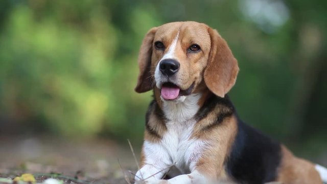 A cute beagle dog lying on the ground outdoor in the park.