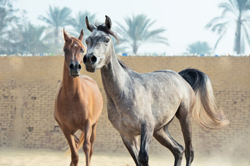 Fototapeta na wymiar running arabian horses in the paddock