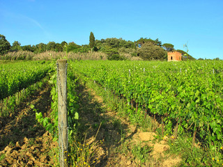 Fototapeta na wymiar vineyard in italy