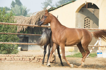 Plakat arabian horses walking in the paddock. Egypt