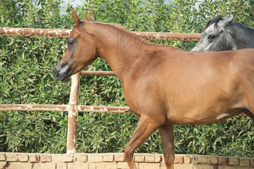  arabian horses walking  in the  paddock. Egypt