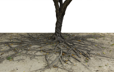roots of old tree on white