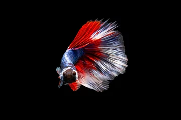 Selbstklebende Fototapeten The moving moment beautiful of siamese betta fish or splendens fighting fish in thailand on black background. Thailand called Pla-kad or biting fish. © Soonthorn