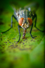 Sarcophagidae Flesh Fly