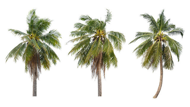 set of coconut trees on white background