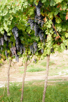 Bunches of ripe red grapes ready to be picked up and will become a tasty wine like Valpolicella, Amarone or Recioto