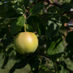 Green apple in the sun on a branch ready to be harvested, outdoors, selective focus