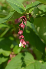 Himalayan honeysuckle