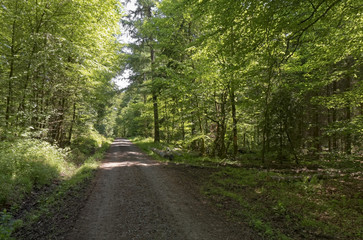 An empty road in the forest.