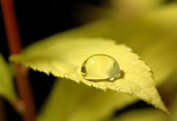 Drop of water leaf