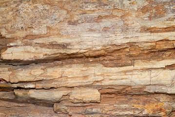 Naklejka na ściany i meble Natural background, fossilized wood