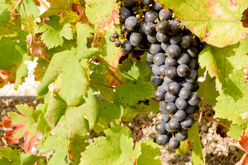 Bunches of ripe red grapes ready to be picked up and will become a tasty wine like Valpolicella,...