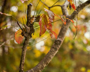 Fall Leaves