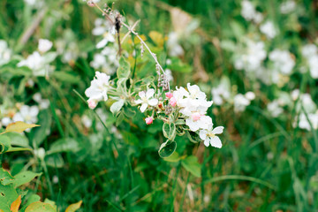 white blossoms of apple tree close-up green spring weather