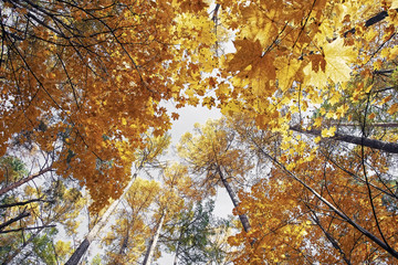 beautiful autumn trees with yellow leaves