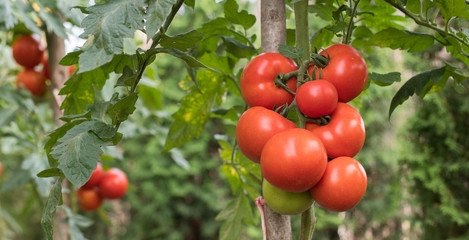 Ripe tomatoes in garden