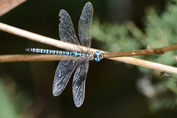 libellule © JAN KASZUBA