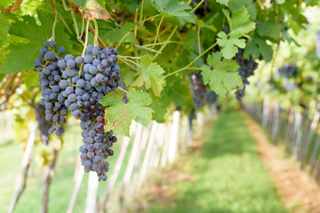 Bunches of ripe red grapes ready to be picked up and will become a tasty wine like Valpolicella,...