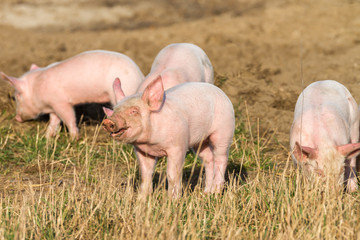 Schweineferkel auf sonniger Freilandhaltung dürfen sich auch schmutzig machen.