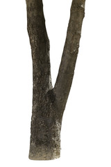 Obraz premium tree bark texture isolated on white